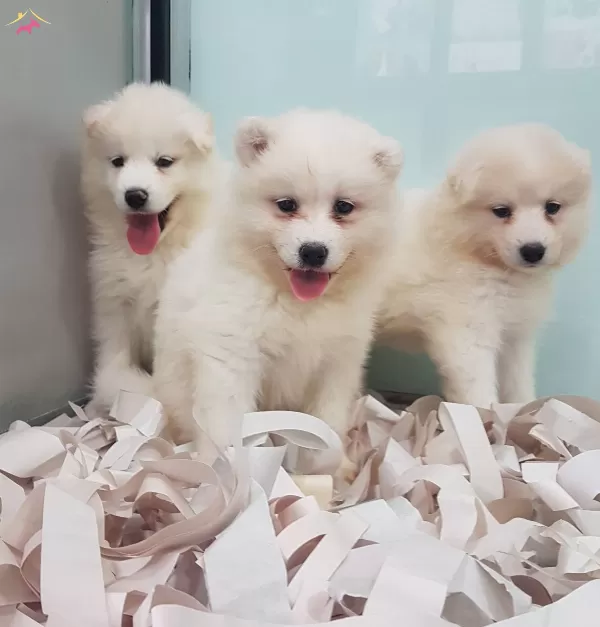 Karbeyaz Samoyed Yavrular Irkının Mukemmeli