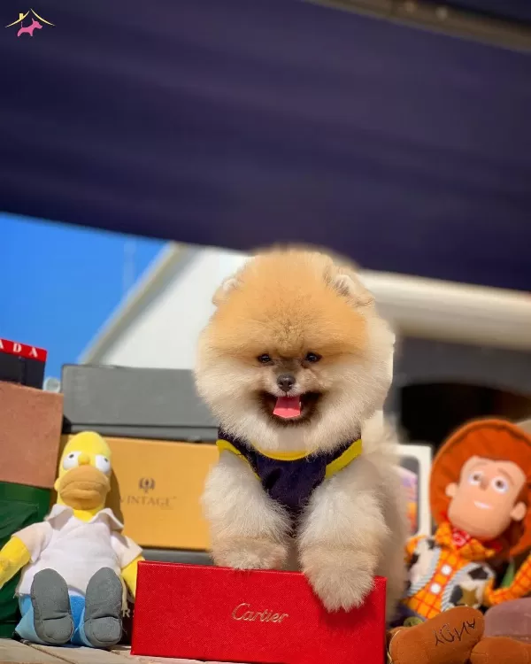 Pomeranian Boo Oglumuz Mango