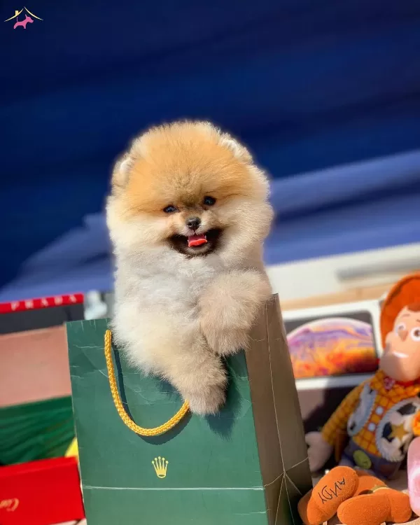 Pomeranian Boo Oglumuz Mango