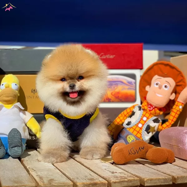 Pomeranian Boo Oglumuz Mango