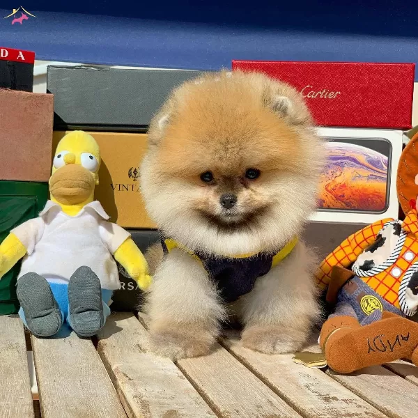 Pomeranian Boo Oglumuz Mango