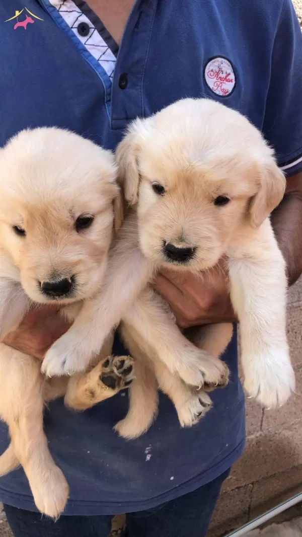 Baby Face Golden Retriever Yavrularımız