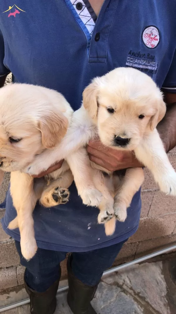 Baby Face Golden Retriever Yavrularımız
