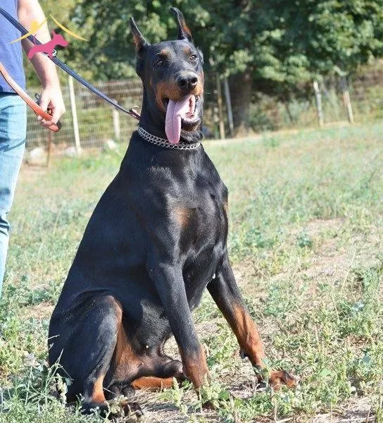 Irk Garantili Doberman Yavrularımiz