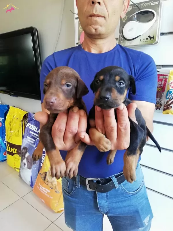 Irk Garantili Doberman Yavrularımiz
