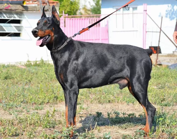 Irk Garantili Doberman Yavrularımiz