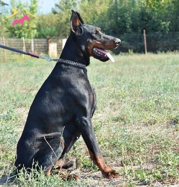 Irk Garantili Doberman Yavrularımiz
