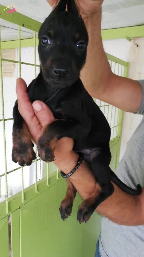 Irk Garantili Doberman Yavrularımiz