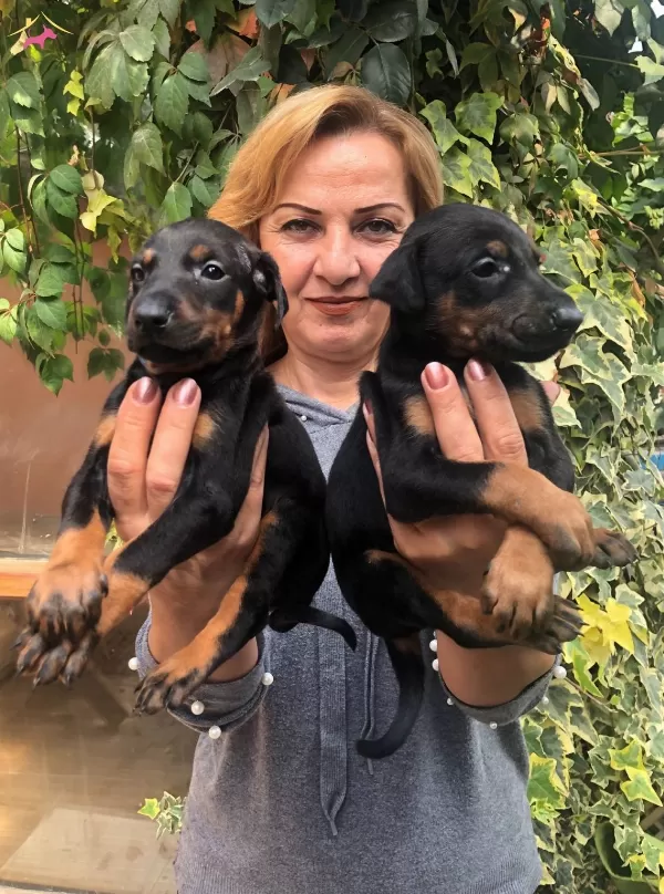 Mukemmel Irk Garantili King Doberman Yavrularımız