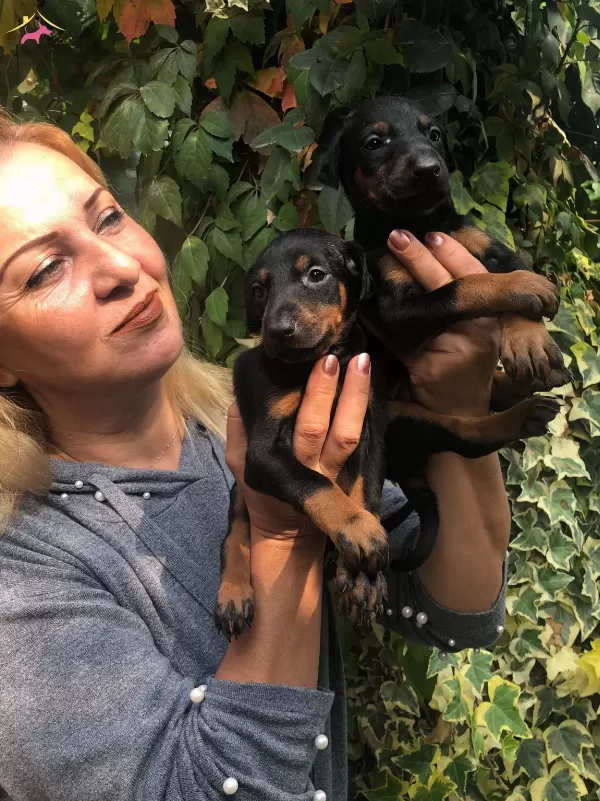 Mukemmel Irk Garantili King Doberman Yavrularımız