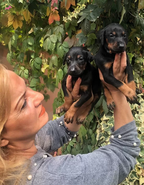 Mukemmel Irk Garantili King Doberman Yavrularımız