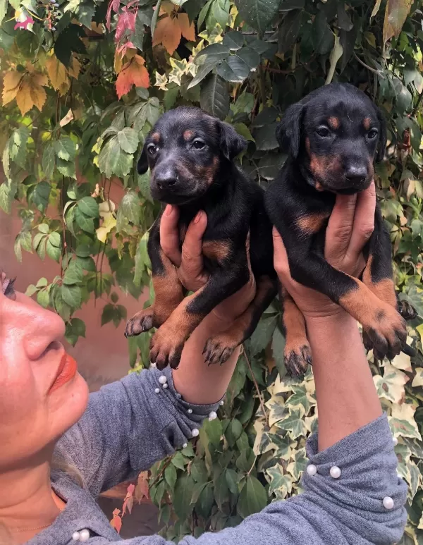 Mukemmel Irk Garantili King Doberman Yavrularımız
