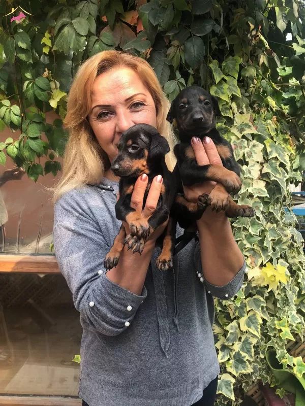 Mukemmel Irk Garantili King Doberman Yavrularımız