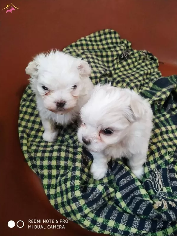 Sıfır Numara Ev Dogumu Yerli Terrier Yavrumuz Buyumezler