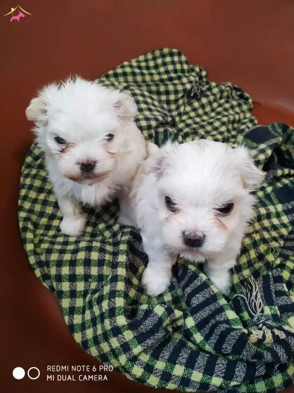 Sıfır Numara Ev Dogumu Yerli Terrier Yavrumuz Buyumezler