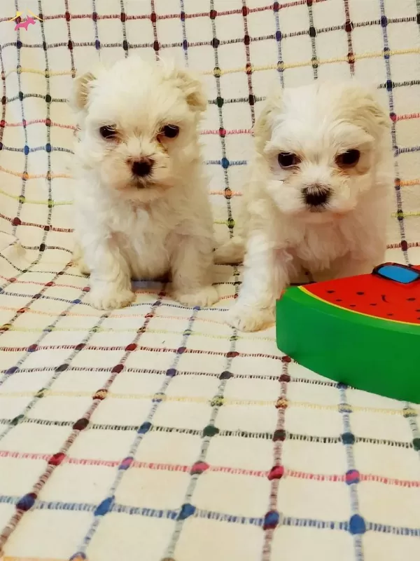 Sıfır Numara Ev Dogumu Yerli Terrier Yavrumuz Buyumezler