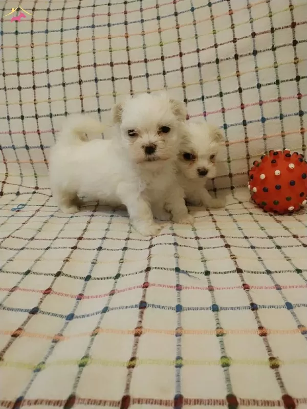 Sıfır Numara Ev Dogumu Yerli Terrier Yavrumuz Buyumezler