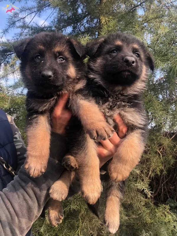 Muhteşem Dusuk Bel Alman Coban Kopegi Yavrularımız