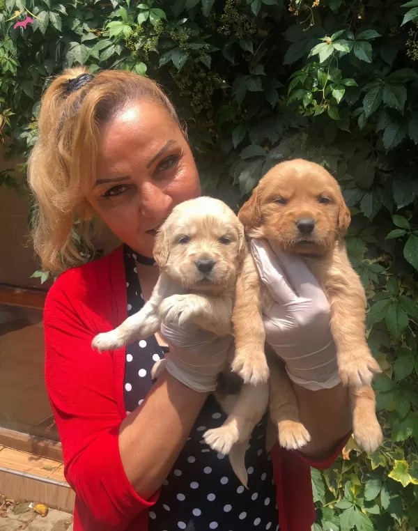 Bebek yüzlü Mukemmel Golden Retriever Yavrularımız