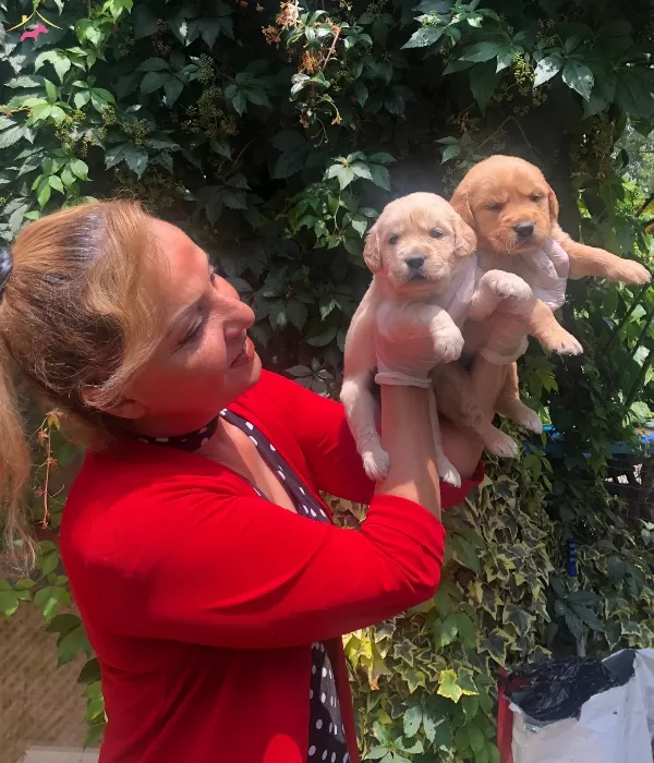 Bebek yüzlü Mukemmel Golden Retriever Yavrularımız