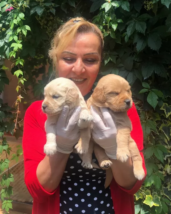Bebek yüzlü Mukemmel Golden Retriever Yavrularımız