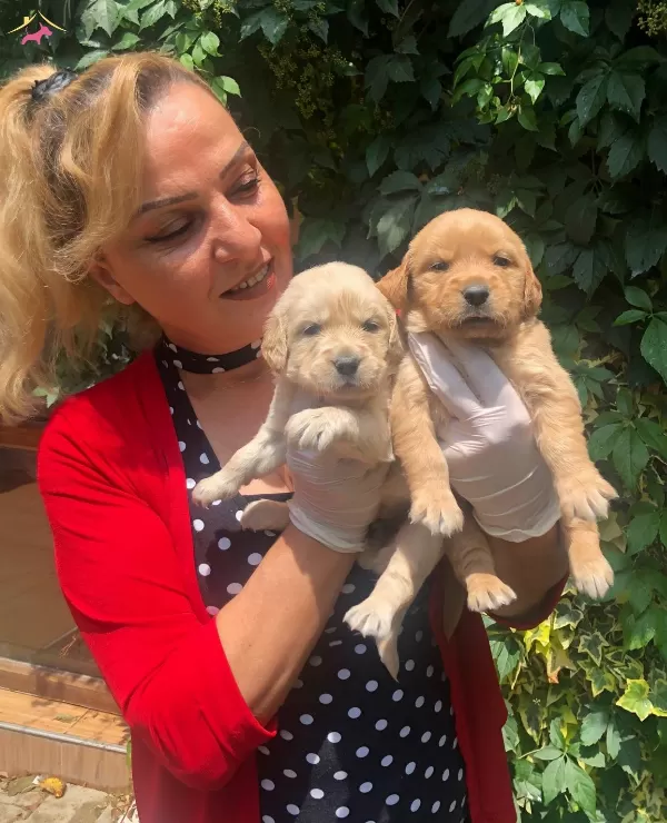 Bebek yüzlü Mukemmel Golden Retriever Yavrularımız
