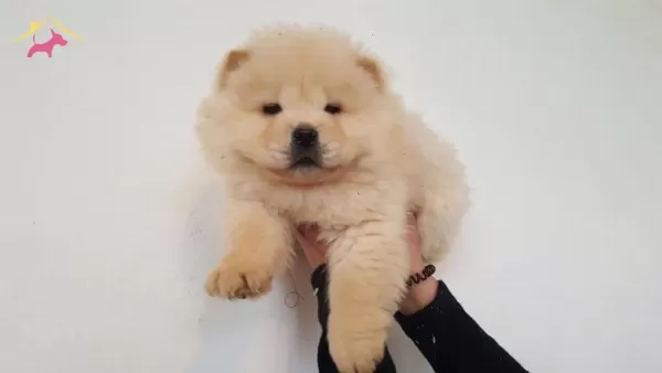 Chow Chow Yavrularımız