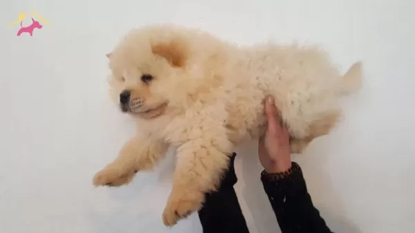 Chow Chow Yavrularımız