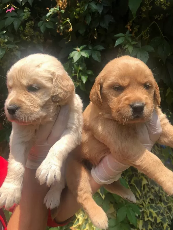 Golden Retrieber Yavrular