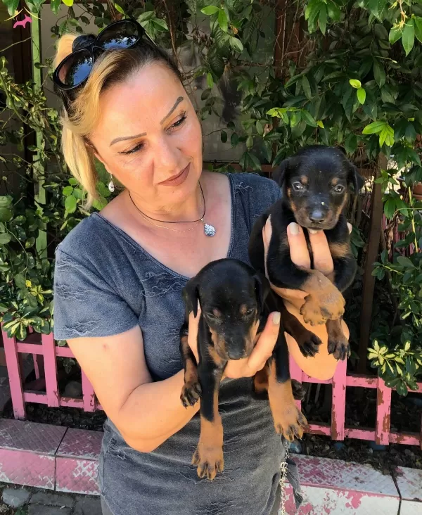 Muhteşem King Doberman Yavrularımız