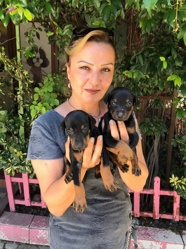 Muhteşem King Doberman Yavrularımız