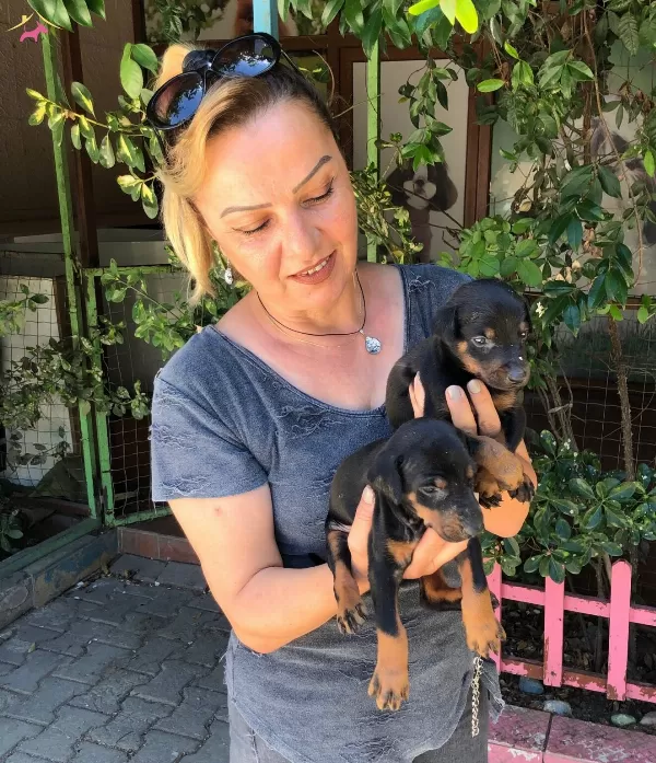 Muhteşem King Doberman Yavrularımız