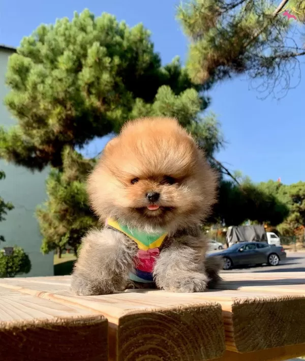 Pomeranian Boo Safkan Secereli Irk Garantili Mini Yavrumuz