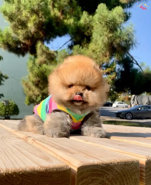 Pomeranian Boo Safkan Secereli Irk Garantili Mini Yavrumuz