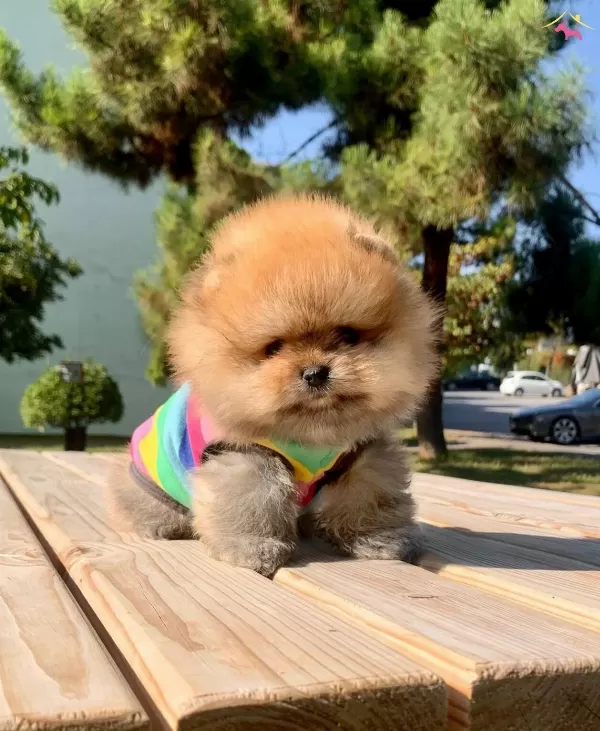 Pomeranian Boo Safkan Secereli Irk Garantili Mini Yavrumuz