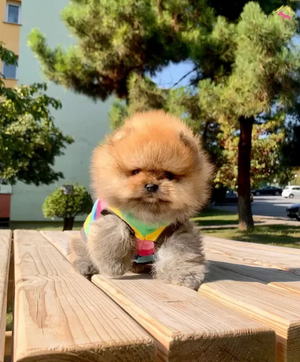 Pomeranian Boo Safkan Secereli Irk Garantili Mini Yavrumuz
