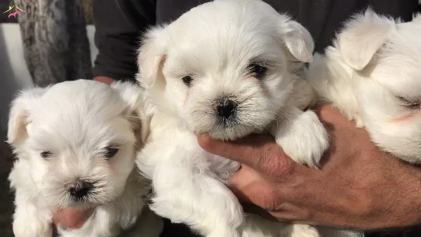 Maltis Terrier Yavrularımız