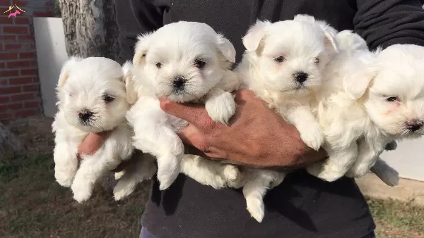 Maltis Terrier Yavrularımız