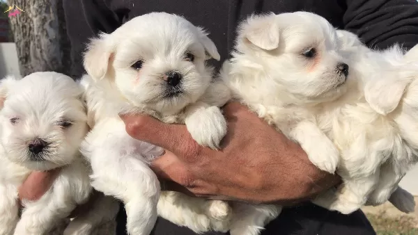 Maltis Terrier Yavrularımız