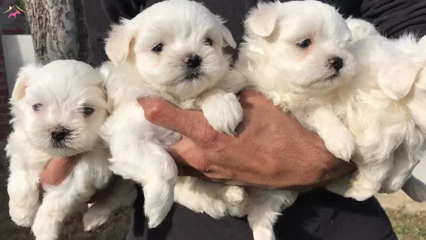 Maltis Terrier Yavrularımız