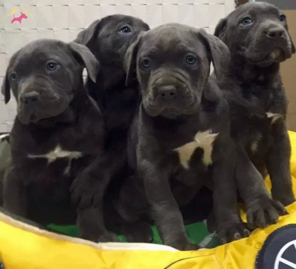 Ust Kalite Cane Corso Yavrularımız