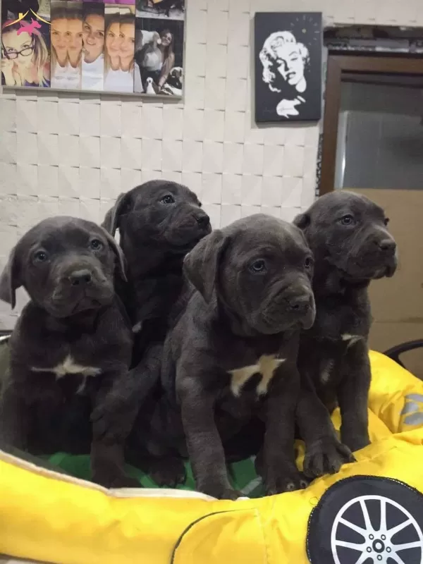 Ust Kalite Cane Corso Yavrularımız