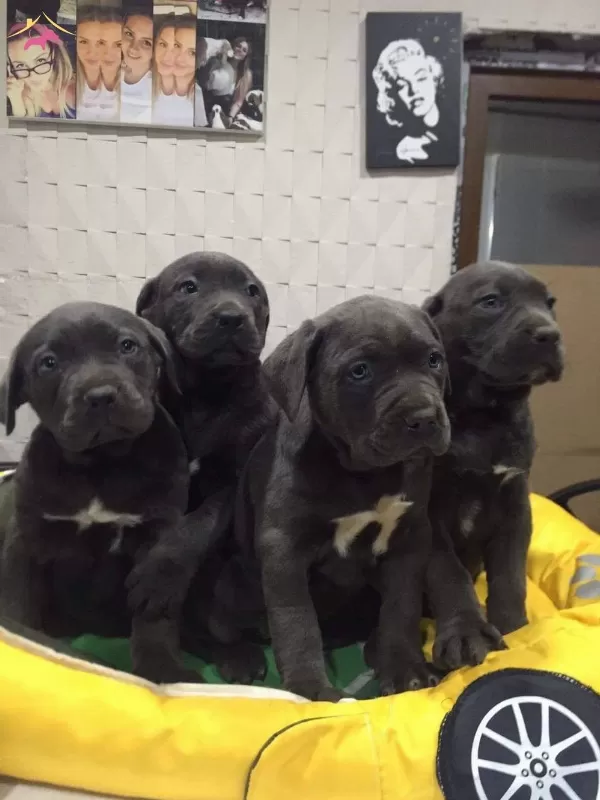 Ust Kalite Cane Corso Yavrularımız
