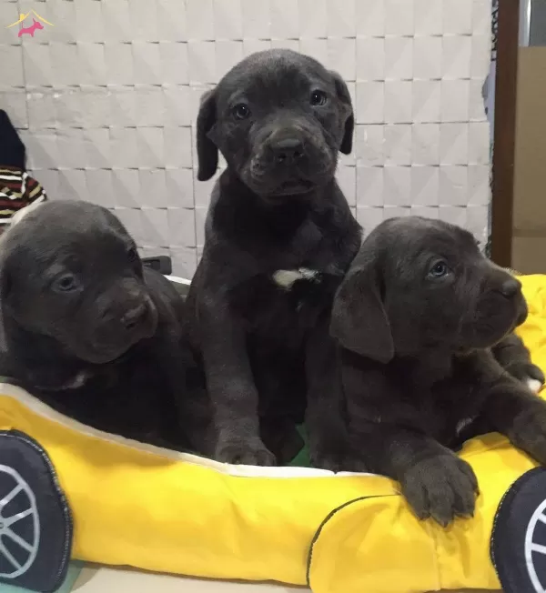 Ust Kalite Cane Corso Yavrularımız