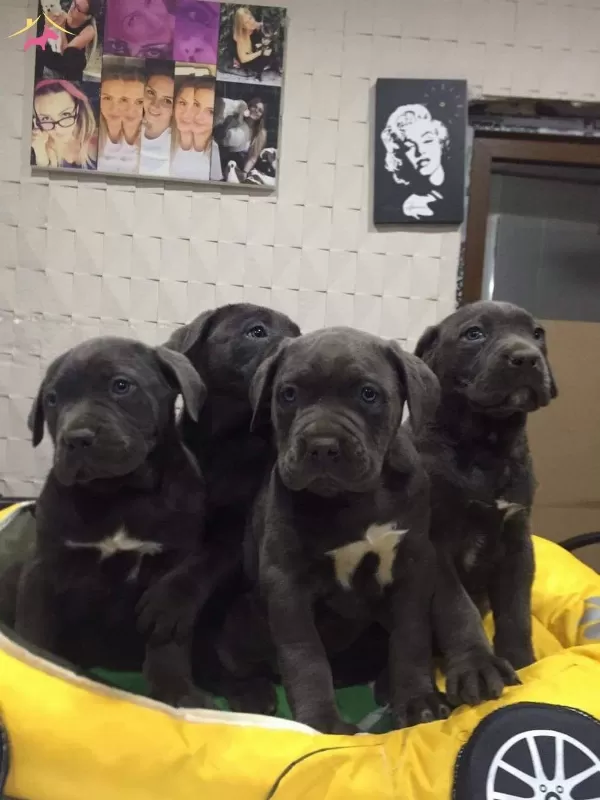 Ust Kalite Cane Corso Yavrularımız