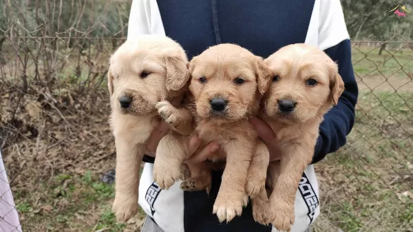 Baby Face Golden Yavrularımız