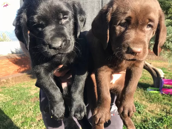 Cikolata Siyah Krem Sampanyayı Labrador Yavrularımız