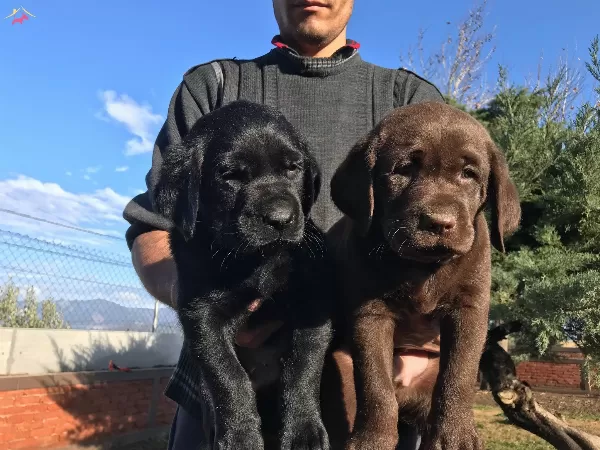 Cikolata Siyah Krem Sampanyayı Labrador Yavrularımız