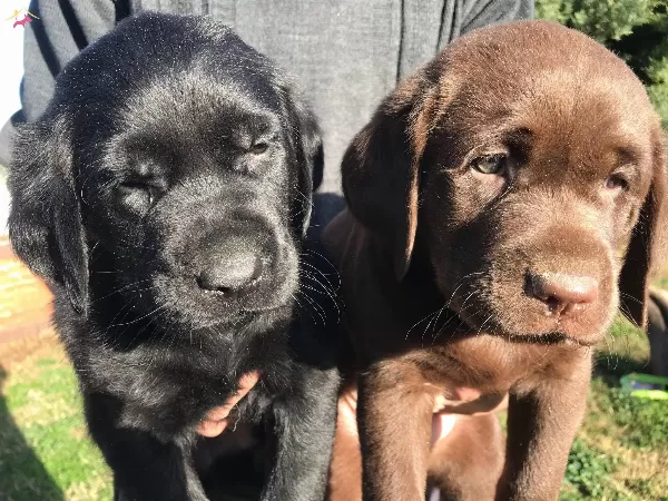 Cikolata Siyah Krem Sampanyayı Labrador Yavrularımız