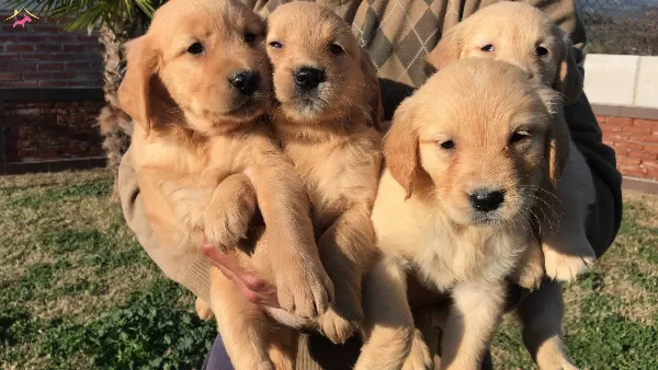Baby Face Golden Retriever Yavrularımiz dog Academy